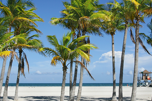 miami beach palm trees and lifeguard tower